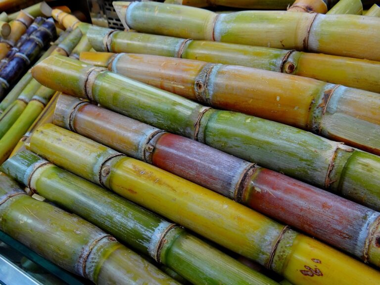 Sustainable Food Packaging: Reducing Plastic and Waste